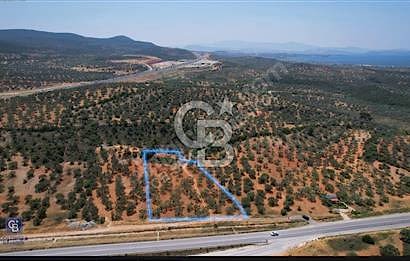 BERGAMA ZEYTİNDAĞDA SATILIK ZEYTİNLİK 3.980 m²